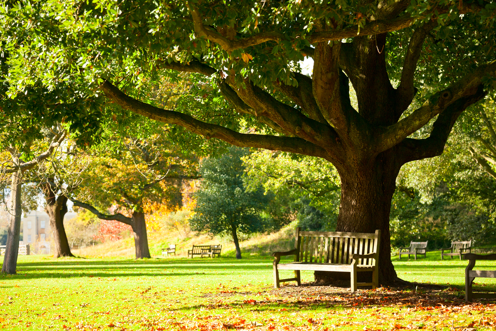 Bench under a tree in a park