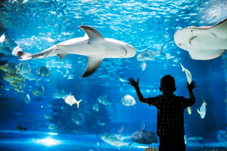 little kid at aquarium with sharks