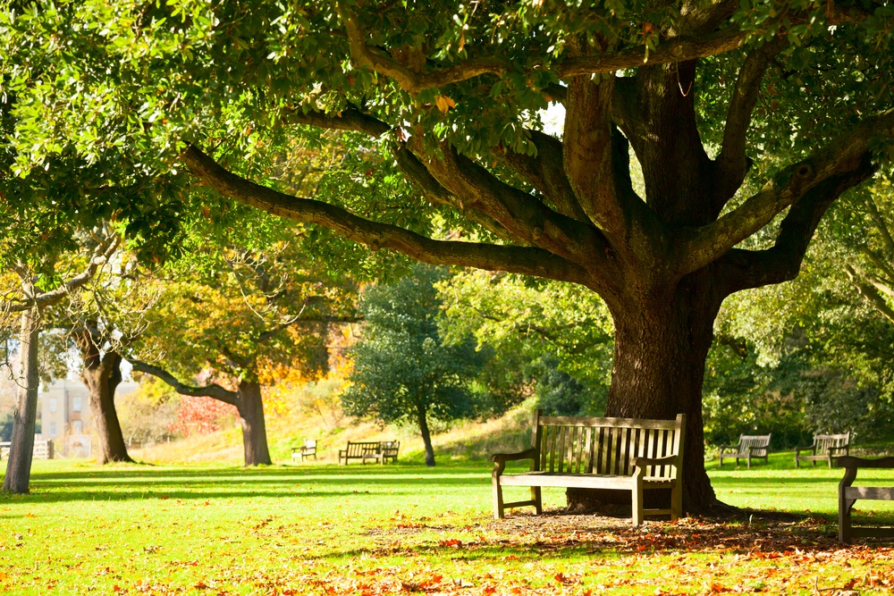 Bench under a tree in a park