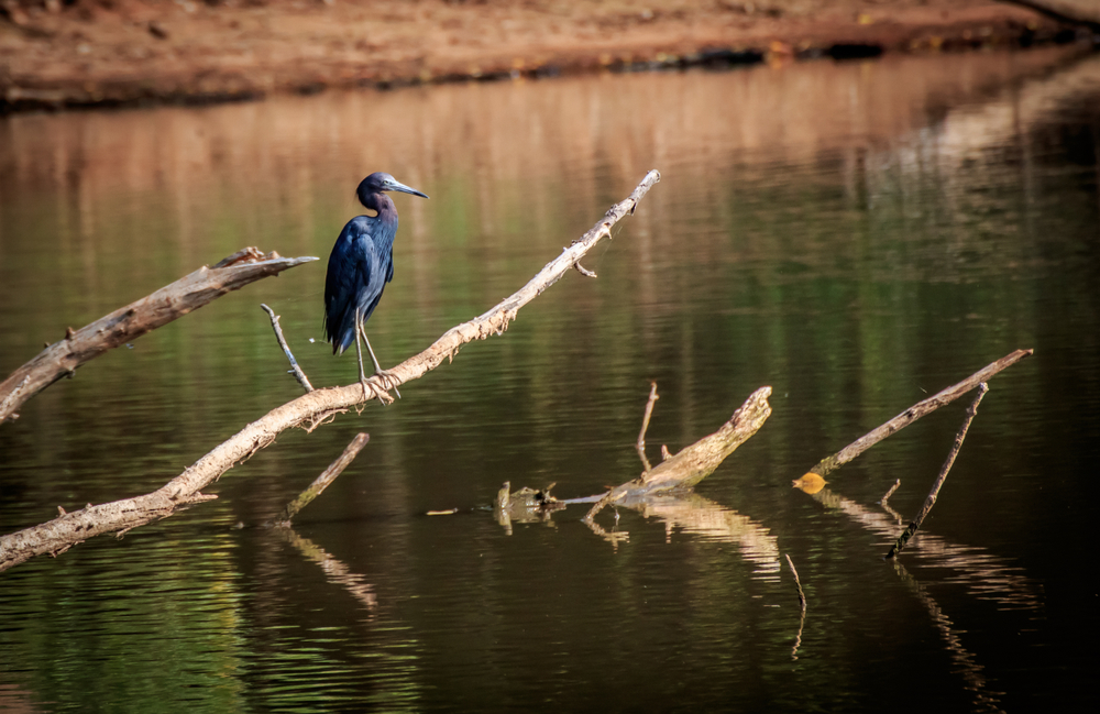 Blue Heron on a branch over the lake